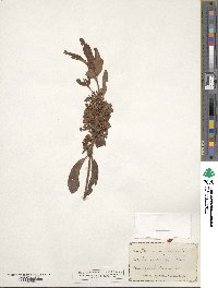 Kalmia angustifolia image