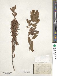 Kalmia angustifolia image