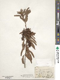 Kalmia angustifolia image
