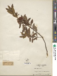 Kalmia angustifolia image