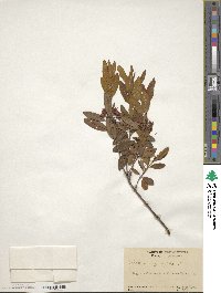 Kalmia angustifolia image
