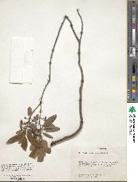 Kalmia angustifolia image