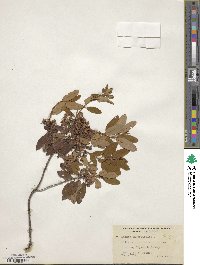 Kalmia angustifolia image