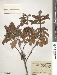 Kalmia angustifolia image