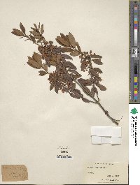 Kalmia angustifolia image