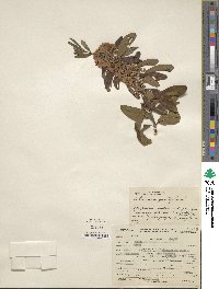 Kalmia angustifolia image