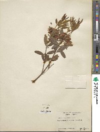 Kalmia angustifolia image