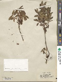 Kalmia angustifolia image