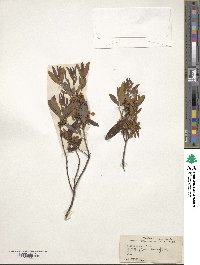 Kalmia angustifolia image