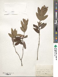 Kalmia angustifolia image