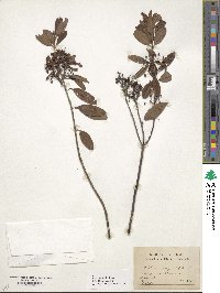 Kalmia angustifolia image
