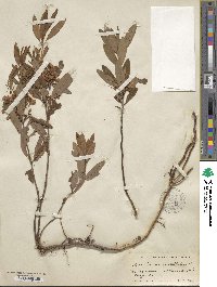 Kalmia angustifolia image