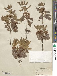 Kalmia angustifolia image