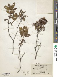 Kalmia angustifolia image