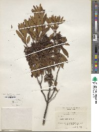 Kalmia angustifolia image