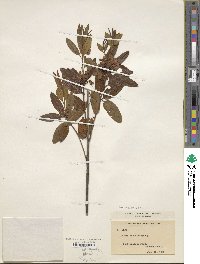 Kalmia angustifolia image