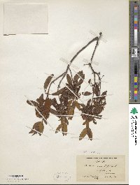 Kalmia angustifolia image