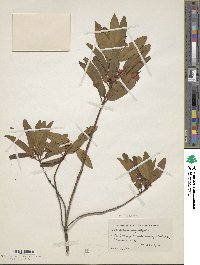 Kalmia angustifolia image