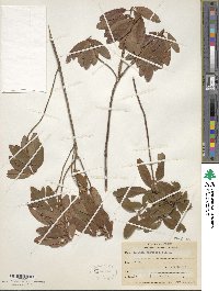 Kalmia angustifolia image