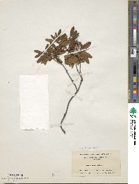 Kalmia angustifolia image