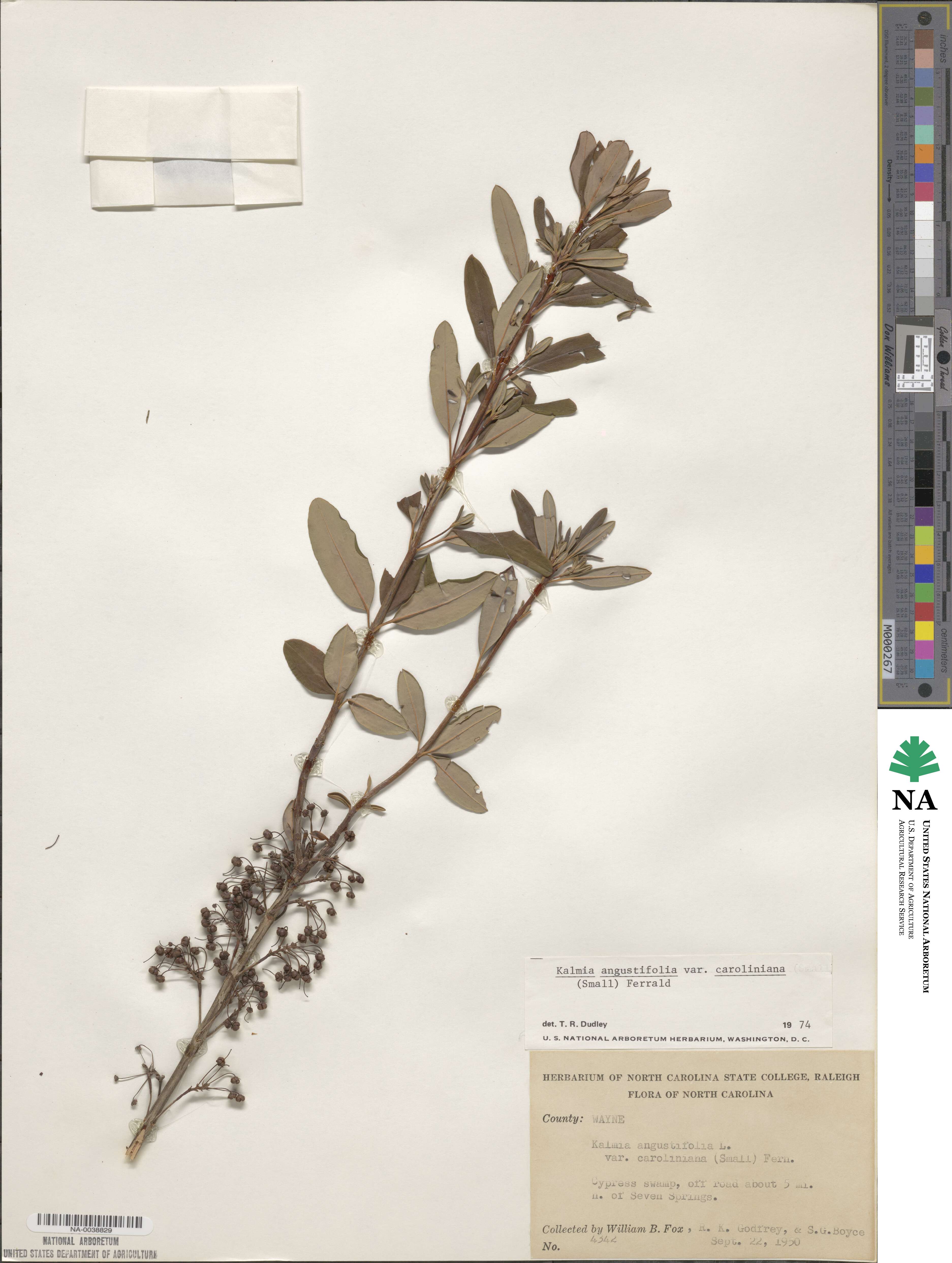 Kalmia angustifolia subsp. carolina image