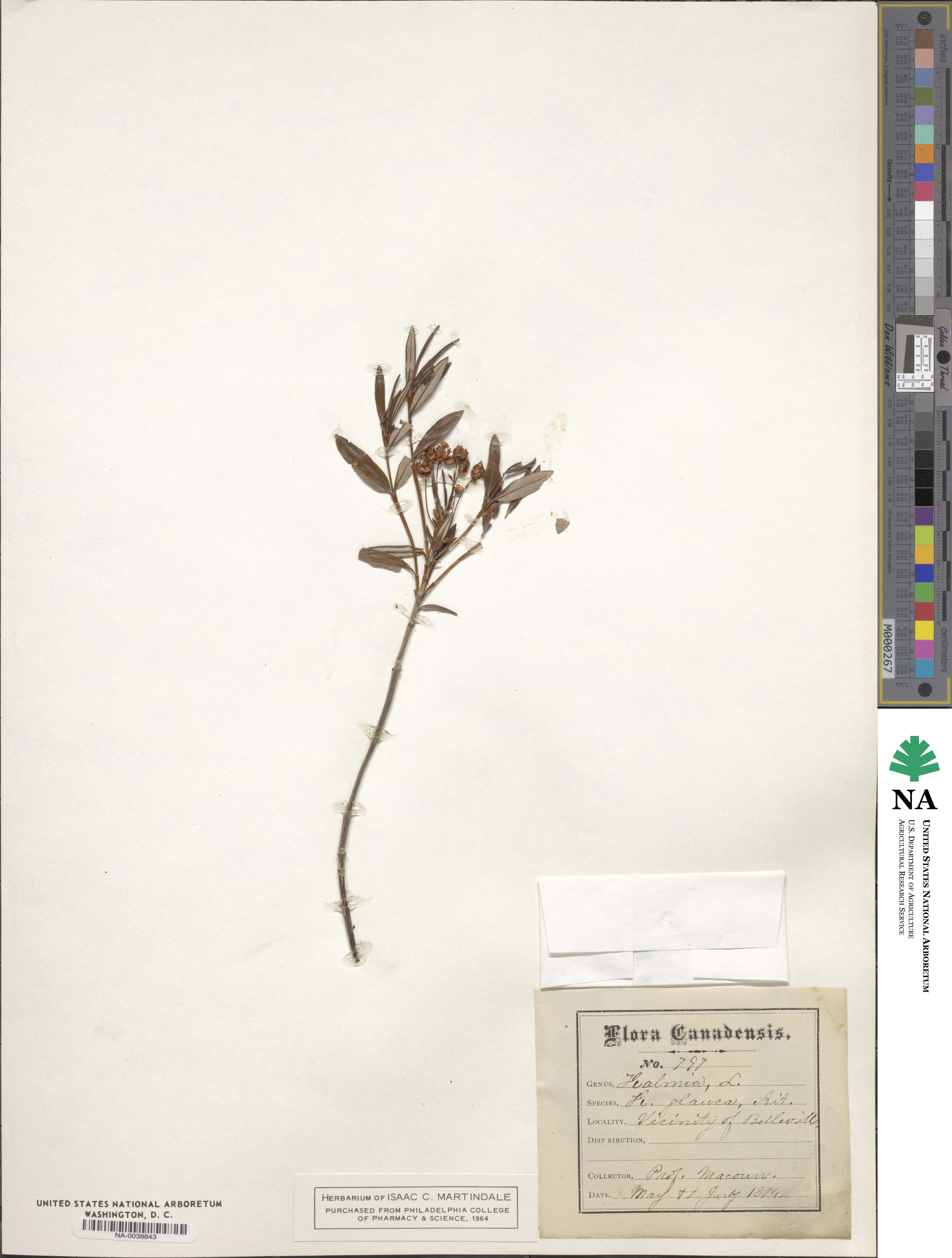 Kalmia polifolia image
