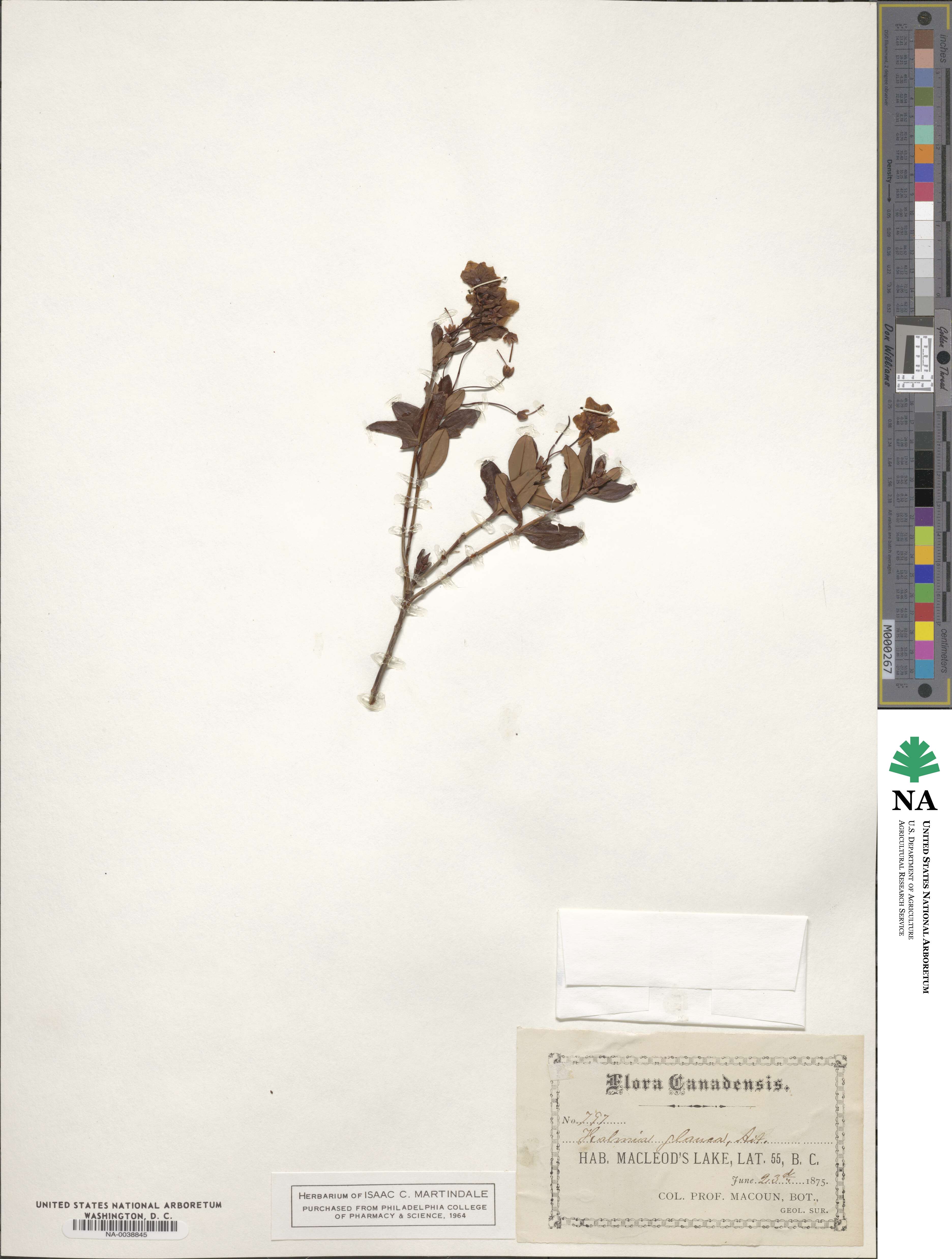 Kalmia polifolia image