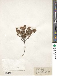 Kalmia hirsuta image