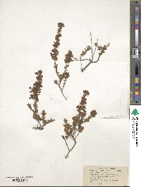 Kalmia hirsuta image