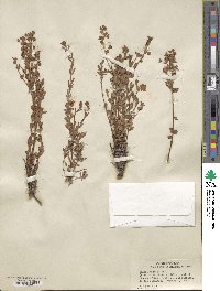 Kalmia hirsuta image