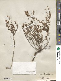 Kalmia hirsuta image