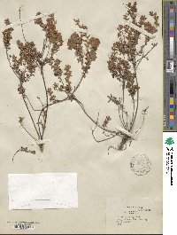 Kalmia hirsuta image