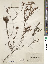 Kalmia hirsuta image
