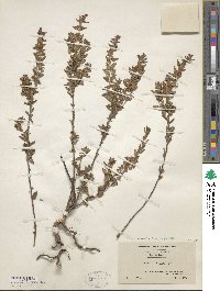 Kalmia hirsuta image