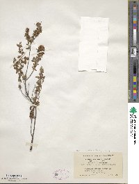 Kalmia hirsuta image