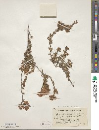 Kalmia hirsuta image