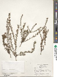 Kalmia hirsuta image