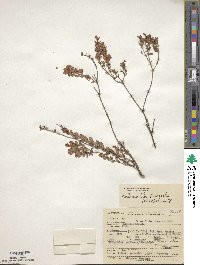 Kalmia hirsuta image