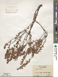 Kalmia hirsuta image