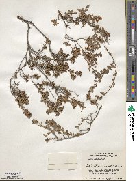 Kalmia hirsuta image