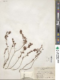 Kalmia hirsuta image