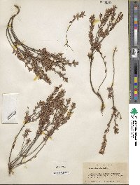 Kalmia hirsuta image