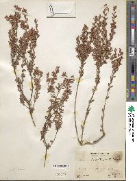 Kalmia hirsuta image