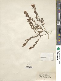 Kalmia hirsuta image