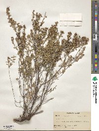 Kalmia hirsuta image