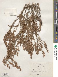 Kalmia hirsuta image
