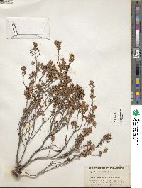 Kalmia hirsuta image