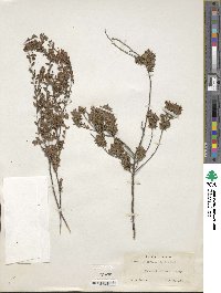Kalmia hirsuta image