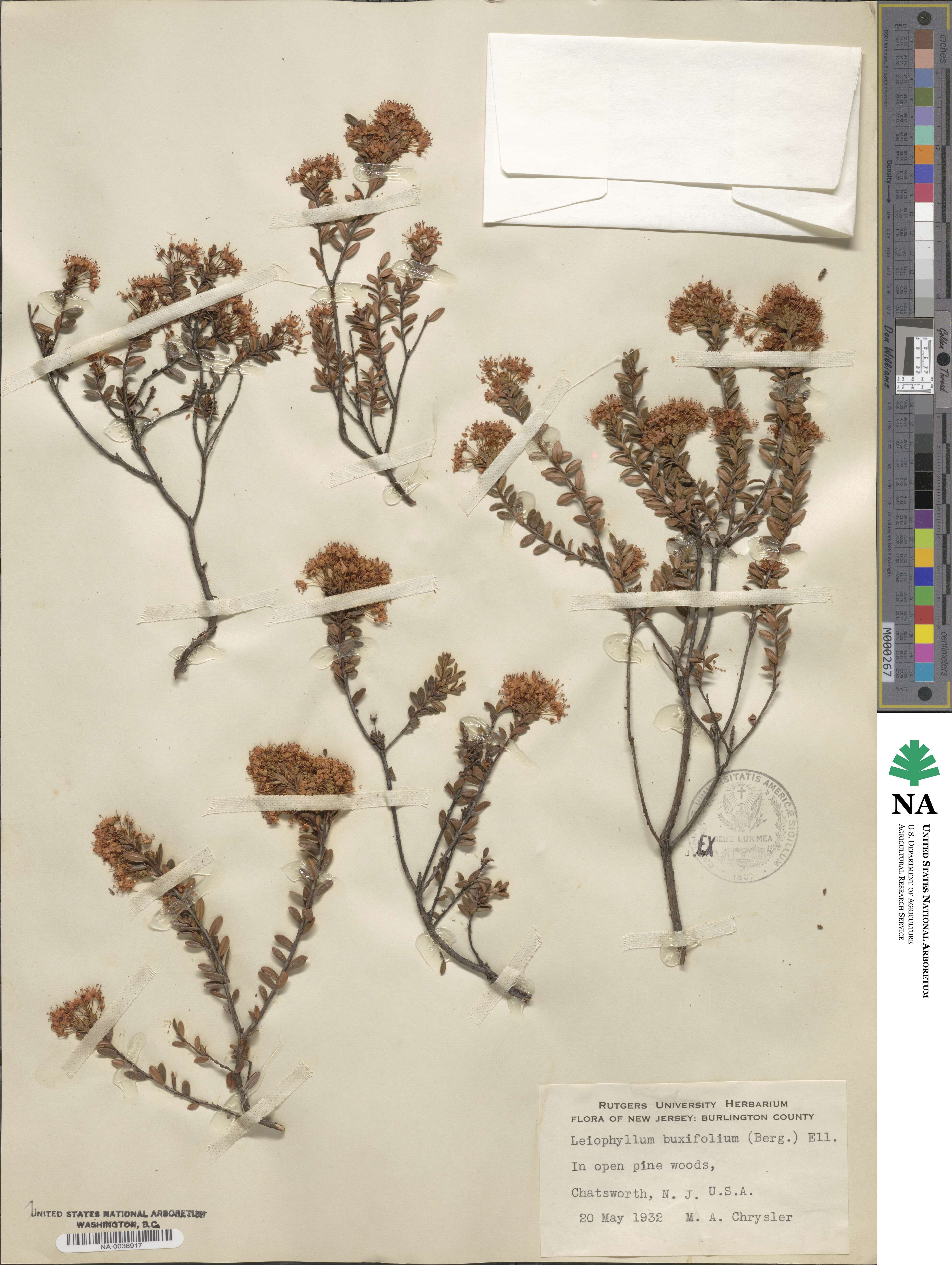 Kalmia buxifolia image