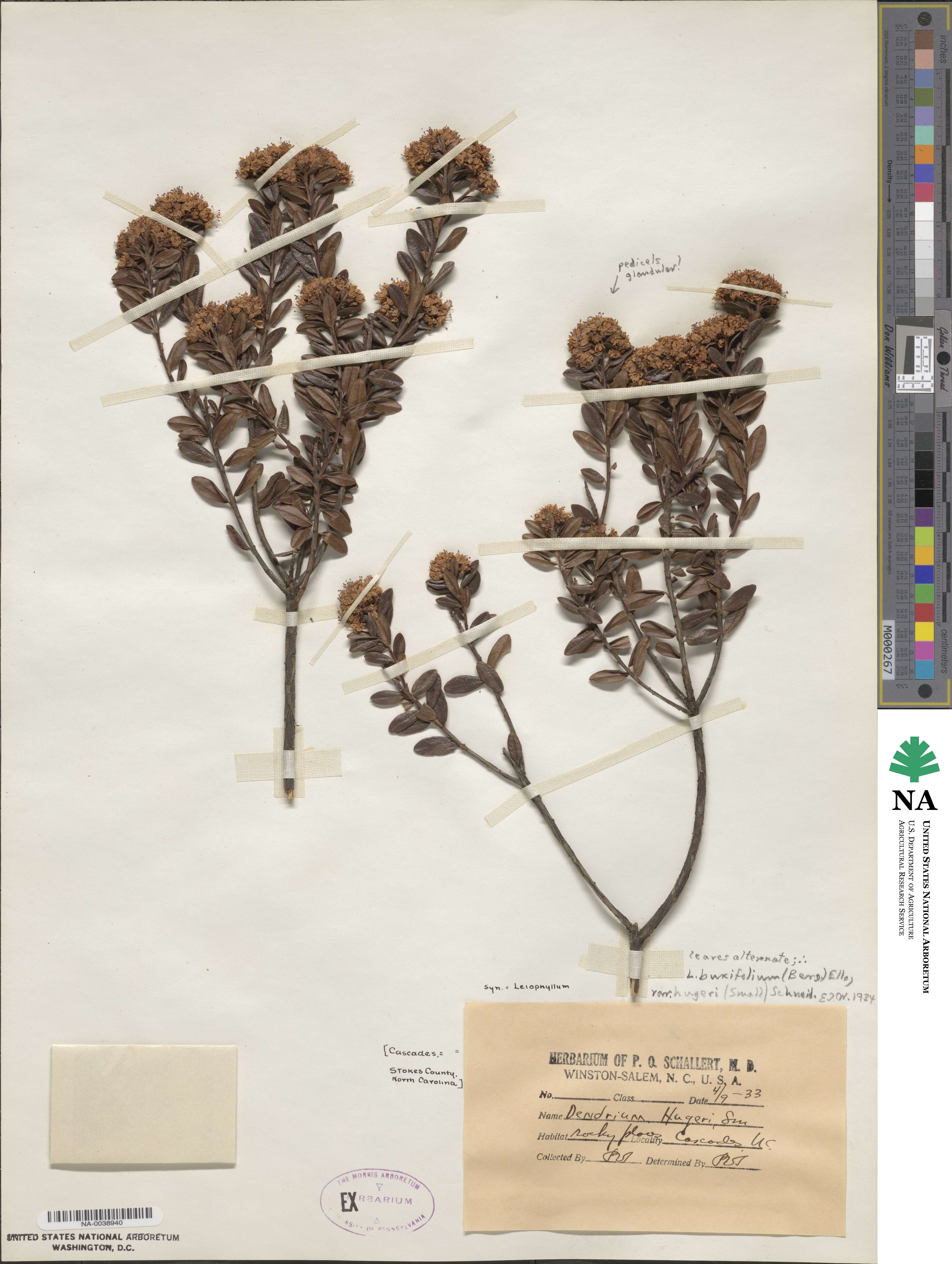 Kalmia buxifolia image